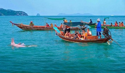 ล่องเรือชมโลมาสีชมพู